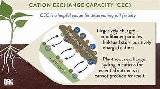 Image result for Cation Exhange Plant Root