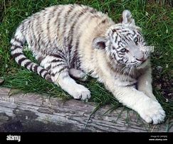 Image result for White Tiger Drawing On Grey Paper Cute