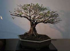 Image result for Mangrove Bonsai