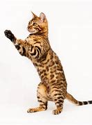 Image result for Motion Cat Wrld