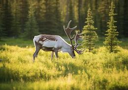 Image result for Caribou Reindeer Tim Plowden