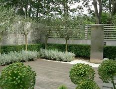 Image result for Olive Tree Landscape Design