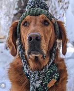 Image result for Hat for a Dog