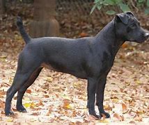 Image result for Patterdale Terrier