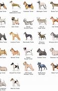 Image result for AKC Terrier Breeds