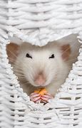 Image result for Fancy Rat