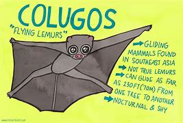 Image result for Colugo Painting