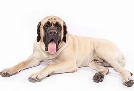 Image result for Grate Mastiff