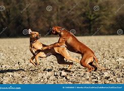 Image result for Dogs Play Fighting