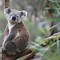 Image result for Koala Bear Images. Free