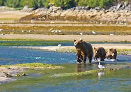 Image result for Best Things to Do in Alaska