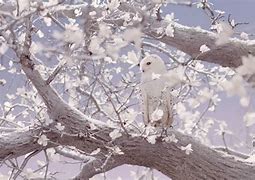 Image result for Cute Owl Desktop