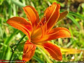 Image result for Wild Lily Plants Outdoors