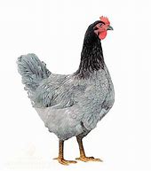 Image result for Blue Plymouth Rock Chicken