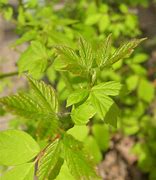 Image result for Poison Ivy Oak Sumac Rash