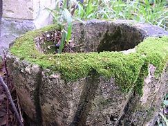 Image result for Moss-Covered Yard