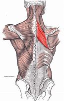 Image result for Left Rhomboid Muscle