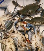 Image result for Clean Blue Crab