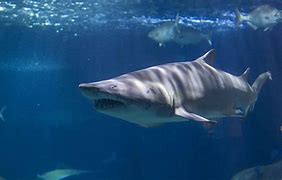 Image result for Sharks for Marine Aquarium