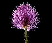 Image result for Pattreon Flower Macro