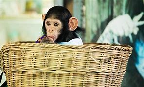 Image result for Dieko as a Monkey