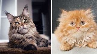 Image result for Maine Coon X Persian