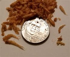 Image result for Dried Krill