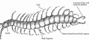 Image result for myriapoda fossils