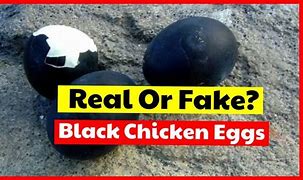 Image result for Chinese Black Chicken Eggs