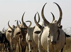 Image result for Sudan Cows