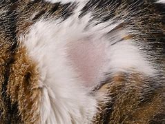 Image result for Skin Infection From Cat