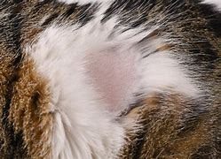 Image result for Cat Skin Diseases Infections