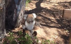 Image result for Koala Scream