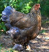 Image result for Blue Partridge Brahma Chicken