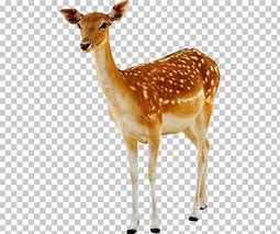 Image result for Doe Deer Clip Art