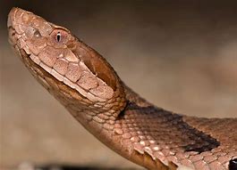 Image result for Snake Island Animals