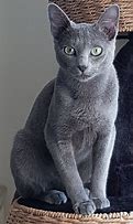 Image result for Mottled Grey Cat