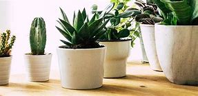 Image result for Small Indoor Tree Plant