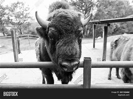 Image result for Buffalo Animal Head