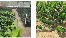 Image result for Batian Coffee Farming in Kenya