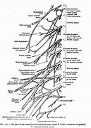 Image result for Thoracic Spinal Nerves Chart