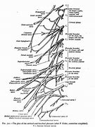 Image result for Thoracic Spinal Nerves