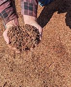 Image result for Rp Wood Mulch