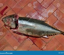 Image result for Bloody Fish Eye