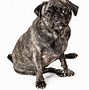 Image result for Pug Black Orange Eyes