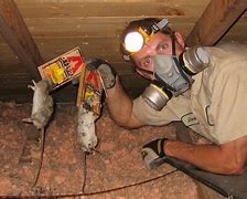 Image result for Rat Trapper