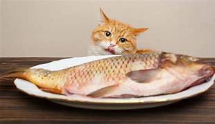 Image result for Cats Like Fish