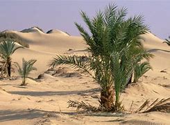 Image result for Desert Oasis Egypt