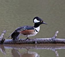 Image result for Hooded Merganser Fskeleton