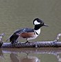 Image result for Hooded Merganser Black and White